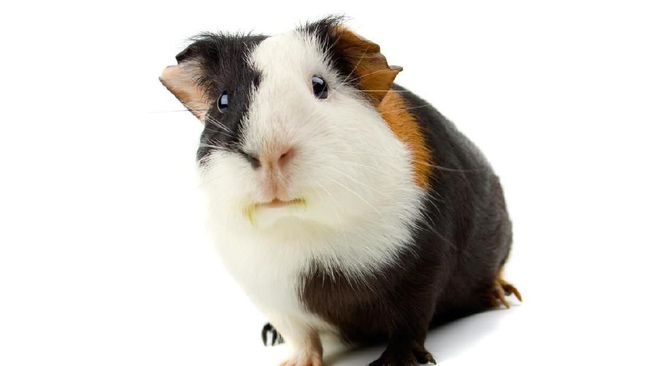 Seorang warga Ekuador membuat es krim dengan rasa yang unik yaitu rasa guinea pig alias tikus Belanda.