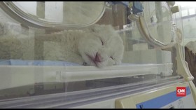 VIDEO: Singa Putih Langka Lahir di China