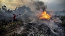 Mengenal BRG, Lembaga yang Terancam Dibubarkan Jokowi