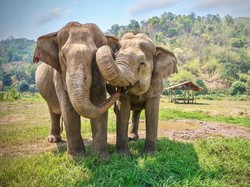 Kereta Penumpang Tergelincir Setelah Menabrak Keluarga Gajah