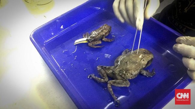 LIPI Temukan Spesies Katak Tanduk dan 3 Kodok Wayang