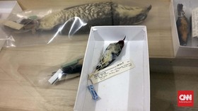 Myzomela prawiradilagae, Spesies Burung Baru dari Pulau Alor