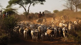 FOTO: Menjaga Auman Singa di Tanzania
