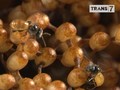 VIDEO: Ladang Madu Alami di Sumbawa