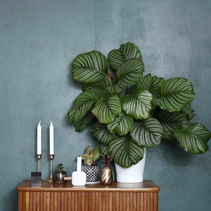 Selama tidak menganggu, boleh saja meski di atas meja. Contohnya tanama Calathea ini, Bunda. (Foto: Instagram @jeanbygreen)