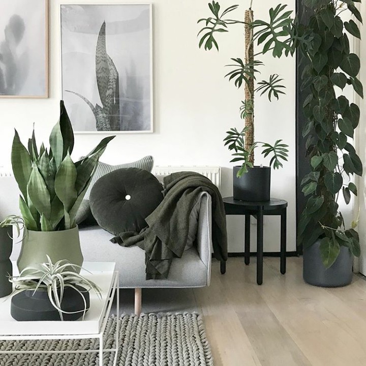 Sansiviera (lidah mertua) dan Philondedron juga cocok untuk dekorasi rumah yang minimalis. (Foto: Instagram @plantssparkjoy