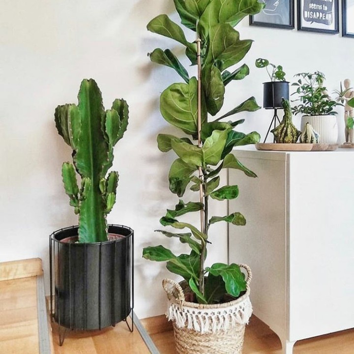 Ficus dan kaktus, bisa jadi pilihan bila Bunda menyukai tanaman yang besar. Penempatannya sesuai selera Bunda, di samping meja atau kursi. (Foto: Instagram @pottguru)
