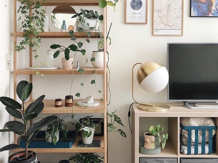 Ide Dekorasi Tanaman Indoor, Bisa Bunda Jadikan Inspirasi
