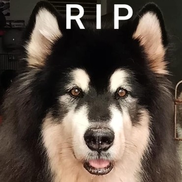 Anjing Viral Telah Tiada, Artis Ikut Berduka