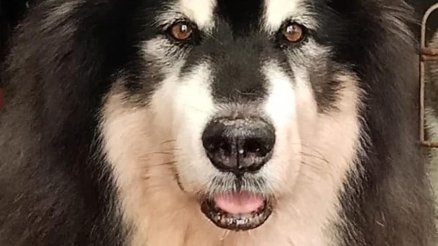 Anjing Viral Telah Tiada, Artis Ikut Berduka Anjing yang sempat viral kini telah tiada. Kabar duka itu mendapat perhatian dari para artis.