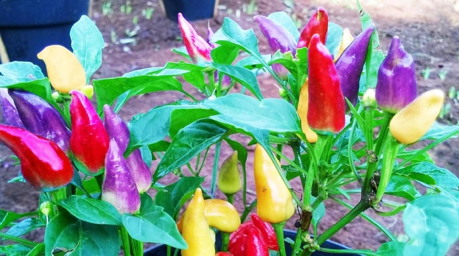 Lebih Pedas, Kenalkan Ini Cabai Pelangi yang Cantik