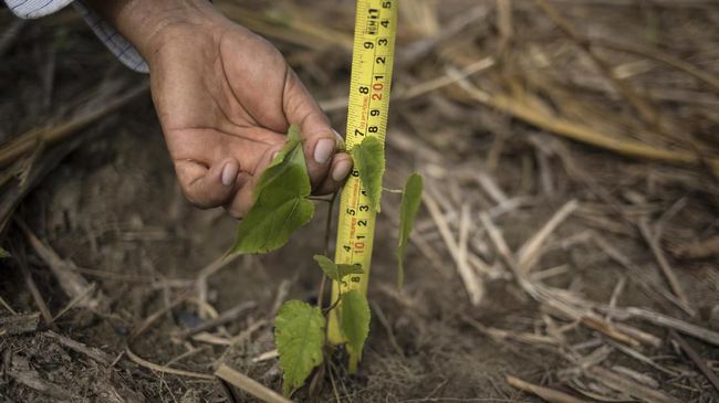 A reforestation assistant measures a newly planted tree in a field damaged by illegal gold mining in Madre de Dios, Peru, on March 30, 2019. After cutting and burning centuries-old trees, miners used diesel pumps to suck up deep layers of the earth, then pushed the soil through filters to separate out gold particles. To turn gold dust into nuggets, they stirred in mercury, which binds the gold together but also poisons the land. (AP Photo/Rodrigo Abd)