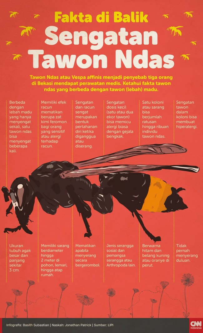 Tawon Ndas atau Vespa affinis menjadi penyebab tiga orang di Bekasi mendapat perawatan medis. Ketahui fakta tawon ndas yang berbeda dengan tawon (lebah) madu.