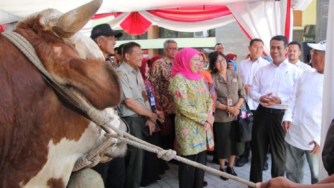 Gubernur Jatim Khofifah Indar Parawansa mendapat penghargaan karena Jatim sukses mengembangbiakkan sapi dengan metode inseminasi.