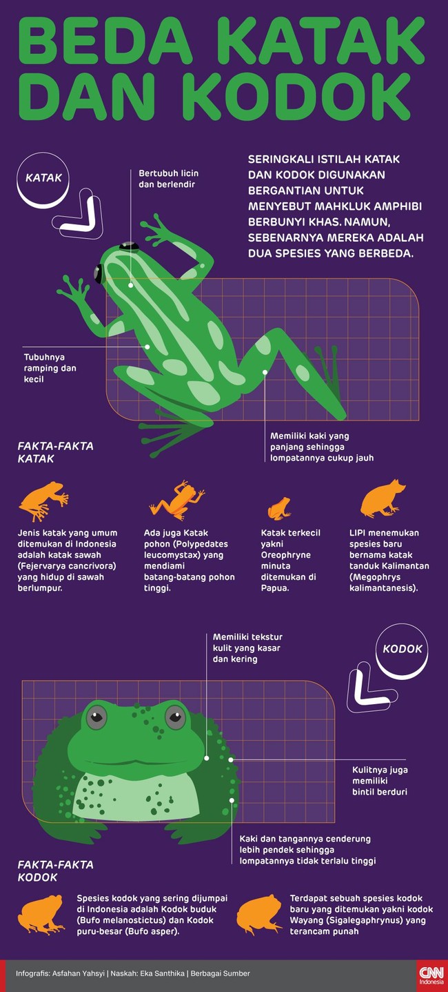 Katak dan kodok digunakan bergantian untuk menyebut mahkluk amphibi berbunyi khas. Namun, sebenarnya mereka adalah dua spesies yang berbeda