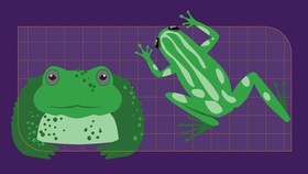 INFOGRAFIS: Beda Katak dan Kodok