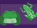 INFOGRAFIS: Beda Katak dan Kodok