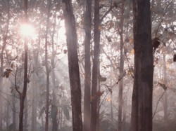 Ini Titik Illegal Logging di Hutan Blora Berujung 18 Warga Dipolisikan