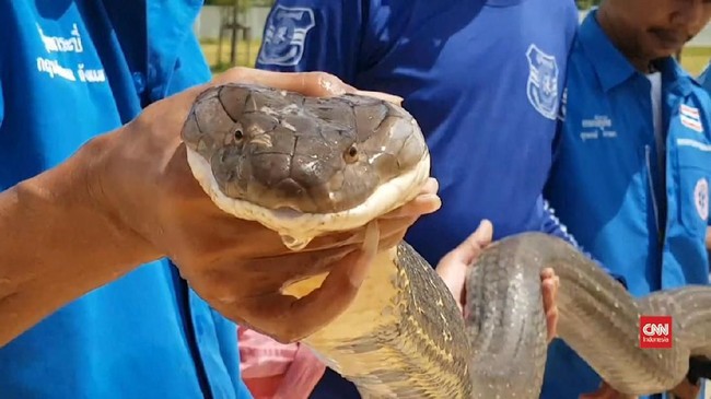 Nyawa Rendy Arga Yudha (18) tak bisa diselamatkan meski sempat dilarikan ke rumah sakit karena komplikasi gigitan ular King Cobra tak bisa diobati dokter.