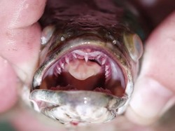 Warga AS Waspadai Teror Ikan Channa: Bunuh Segera dan Bekukan!