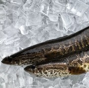 Amerika Serikat Himbau Masyarakatnya Bunuh Ikan Gabus, Mengapa?