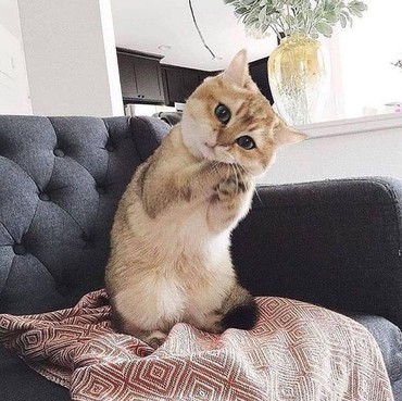 Lupakan Gagak, 'Entah Apa yang Merasukimu' Kini dengan Suara Kucing