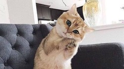 Foto Menggemaskan 6 Artis Terkenal dengan Kucing Kesayangan