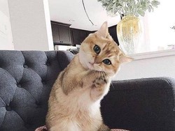 Foto Menggemaskan 6 Artis Terkenal dengan Kucing Kesayangan