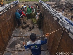 WWF Nilai Hukuman Penjara untuk Pemburu Liar Masih Terlalu Rendah