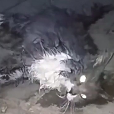 Viral Kucing Mati Dicekoki Ciu, Ini Klarifikasi Pria yang Mengunggah Video