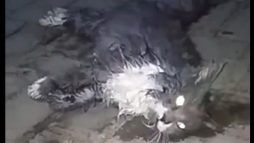 Viral Kucing Mati Dicekoki Ciu, Ini Klarifikasi Pria yang Mengunggah Video