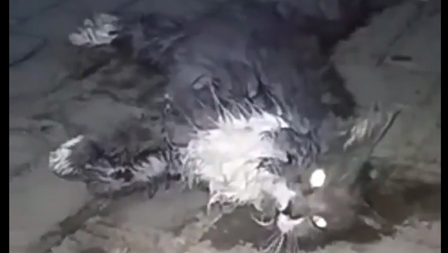Rekaman video saat Azzam cekoki kucing anggora dengan minuman ciu.