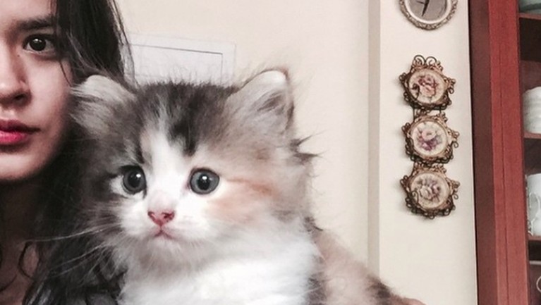 Deretan seleb ini ternyata seorang penyayang binatang, terutama kucing. Mau tahu siapa saja? Yuk, intip!