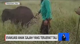 VIDEO: Evakuasi Anak Gajah Terjerat Tali