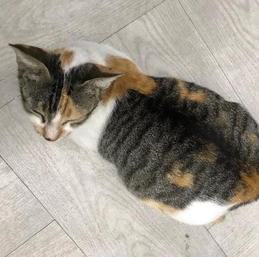 Viral Kucing Mati Dicekoki Ciu, Pecinta Hewan Ambil Langkah Hukum