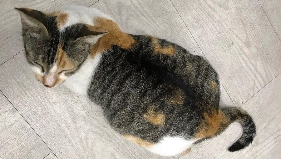 Komunitas pecinta kucing berniat mengambil langkah hukum untuk menindaklanjuti kasus kucing mati minum ciu.