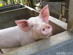 Kata Kementan RI Soal Ancaman Virus Flu Babi G4 dari China