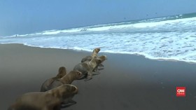VIDEO: Enam Singa Laut Dilepaskan di Laut Peru