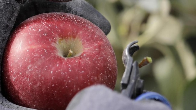 In this photo taken Tuesday, Oct. 15, 2019, a worker snips off the hard stem on a Cosmic Crisp apple, a new variety and the first-ever bred in Washington state, just after pulling it off a tree at an orchard in Wapato, Wash. Workers cut the stem below the top of every Cosmic Crisp apple to prevent damage to the fruit during transportation and storage. The Cosmic Crisp, available beginning Dec. 1, is expected to be a game changer in the apple industry. Already, growers have planted 12 million Cosmic Crisp apple trees, a sign of confidence in the new variety. (AP Photo/Elaine Thompson)