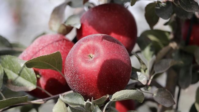 Lupakan soal honeycrisp, apel paling renyah dan populer di Amerika, karena kini ada yang diklaim lebih cantik, ranum, dan renyah, cosmic crisp. 