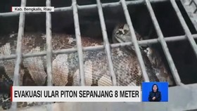 VIDEO: Evakuasi Ular Piton Sepanjang 8 Meter