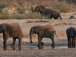 2 Bulan Dirawat karena Terjerat, Anak Gajah di Riau Mati