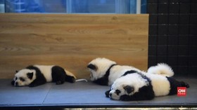 VIDEO: Anjing 'Mirip' Panda Picu Kemarahan Warganet