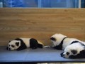 VIDEO: Anjing 'Mirip' Panda Picu Kemarahan Warganet