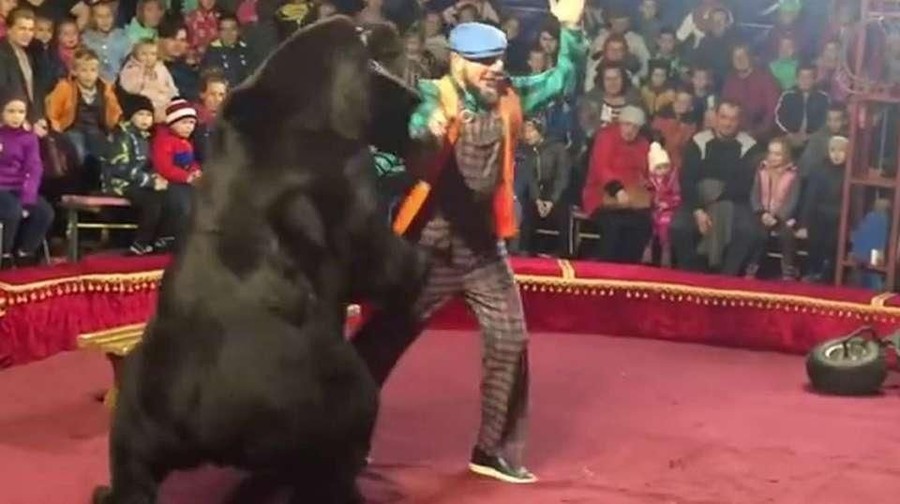 Ngeri, Pawang Diterkam Beruang Bintang Sirkus Penonton langsung bergegas keluar