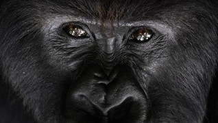 FOTO: Upaya Menyelamatkan Gorila dari Kepunahan