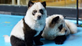 Kota di China Wajibkan Pasang Cip Pada Anjing