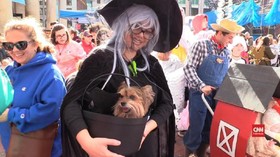 VIDEO: Ratusan Anjing di Boston Ikut 'Rayakan' Halloween