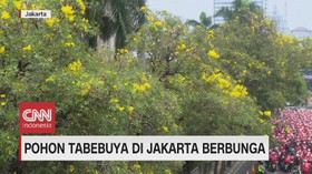 VIDEO: Pohon Tabebuya di Jakarta Berbunga