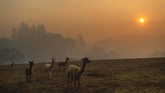 FOTO : Kebakaran Hutan Ancam Wilayah Elite California Kebakaran hutan dan lahan di California terus meluas. Api terus bergerak akibat angin kencang ke pemukiman elite dekat Los Angeles.